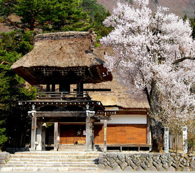 Sakura 。山间 。寺 。