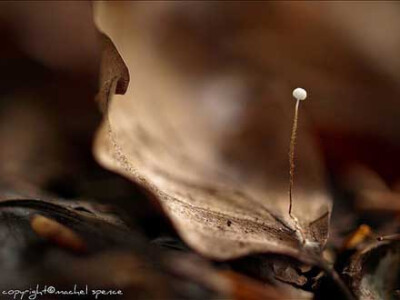 来自JOKER收集的一组图片素材，关于“蘑菇”。多么可爱的小蘑菇啊，清新独特。一同分享给大家。