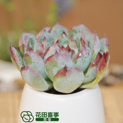 景天-吉娃娃，花田喜事&园艺：http://htxs-garden.taobao.com