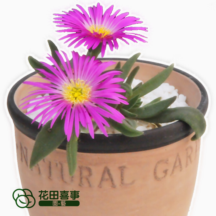 花田喜事&园艺：http://htxs-garden.taobao.com