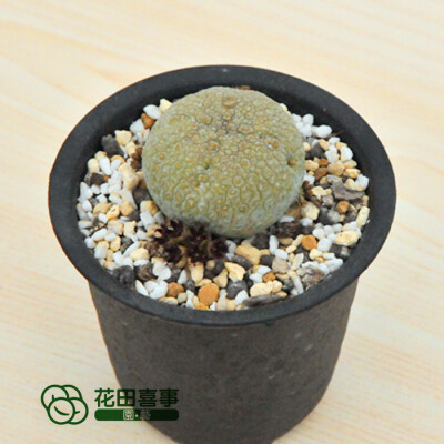 花田喜事&园艺：http://htxs-garden.taobao.com