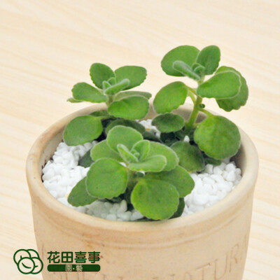 花田喜事&园艺：http://htxs-garden.taobao.com