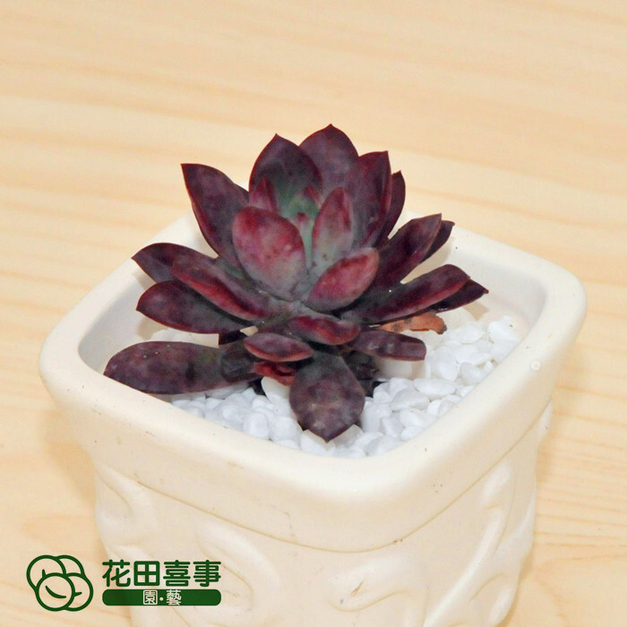 花田喜事&园艺：http://htxs-garden.taobao.com