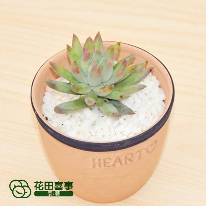 花田喜事&园艺：http://htxs-garden.taobao.com