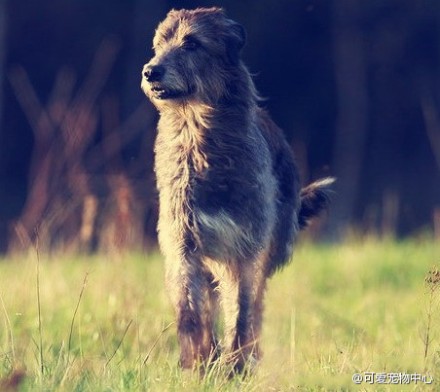 世界上最高的狗类是爱尔兰的巨型猎犬“爱尔兰猎狼犬”，也是爱尔兰的国犬，体型巨大，平均身高超过90厘米，常被用来捕狩狼、麋鹿、野猪等动物。