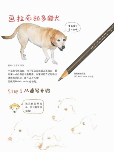 画拉布拉多猎犬