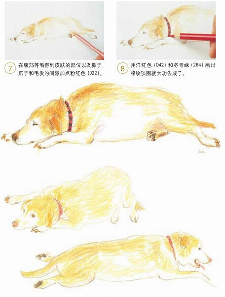 画拉布拉多猎犬的速写