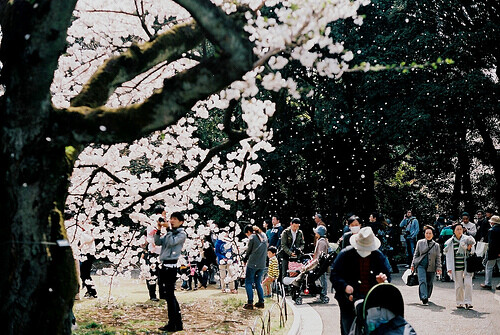 Sakura 。