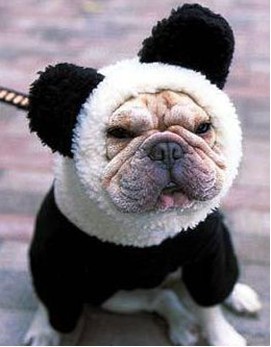 看看偶扮滴熊猫可爱吗？