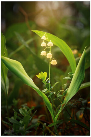 Lily of the Valley，铃兰——奇妙的光。