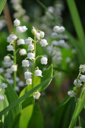 Lily of the Valley，铃兰。