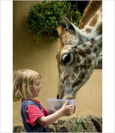长颈鹿和小女孩。