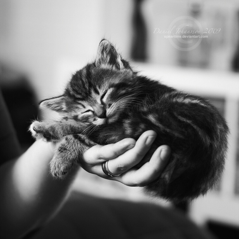 Sleeping in your hand