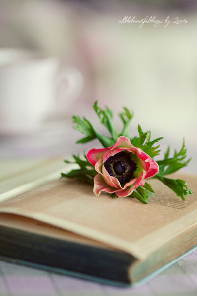 By Loreta（Loretoidas）-Anemone银莲花