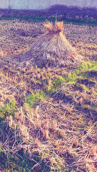 稻草堆、