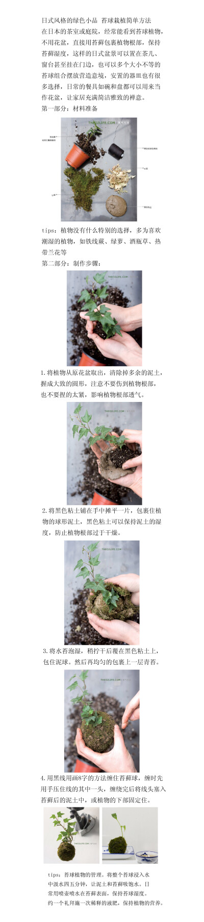 禅意苔球