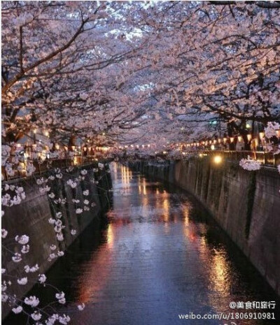 东京、目黑川、夜樱