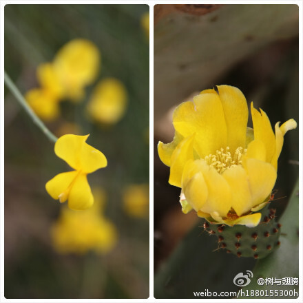 西班牙－菲戈雷斯