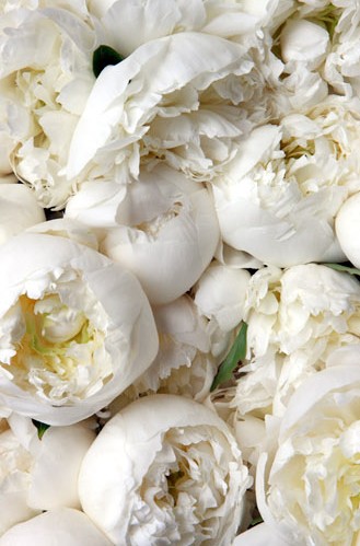 peonies Repinned from Les Fleurs by Cathleen