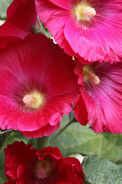 vibrant hollyhocks Repinned from up Close and Personal... by Mary Beth Burrell