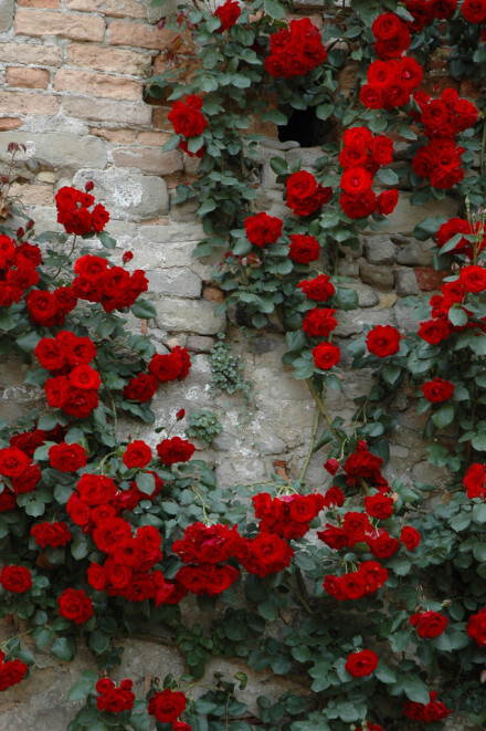 rose on the wall