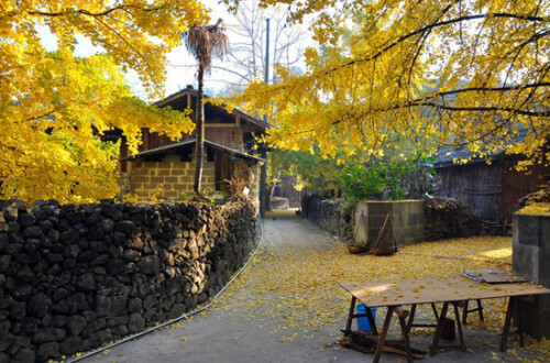 腾冲银杏村 洒满最纯净的黄色。