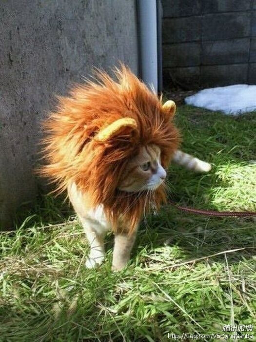扮獅子的貓咪。大愛。