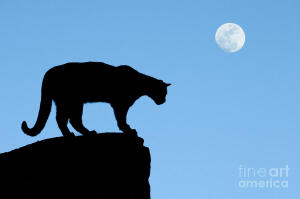 Moonrise and Cougar Photograph - Moonrise and Cougar Fine Art Print - Sandra Bronstein