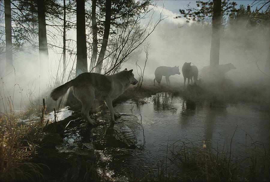 A Group Of Gray Wolves, Canis Lupus Photograph - A Group Of Gray Wolves, Canis Lupus Fine Art Print - Jim And Jamie Dutcher