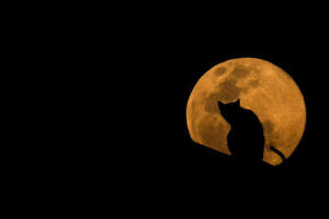 The Cat & The Moon