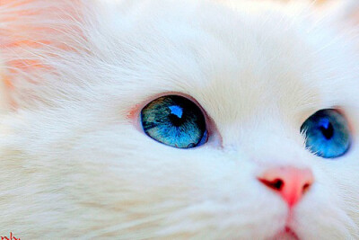 蓝蓝的眼睛，好萌~