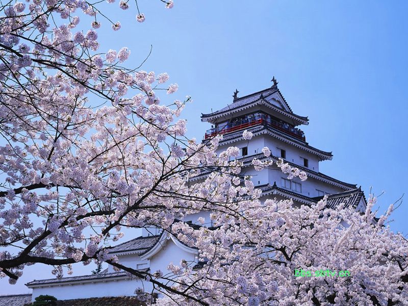  樱花盛开的北海道。