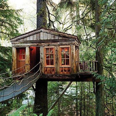 令人叹惊的木屋，建在大树上。