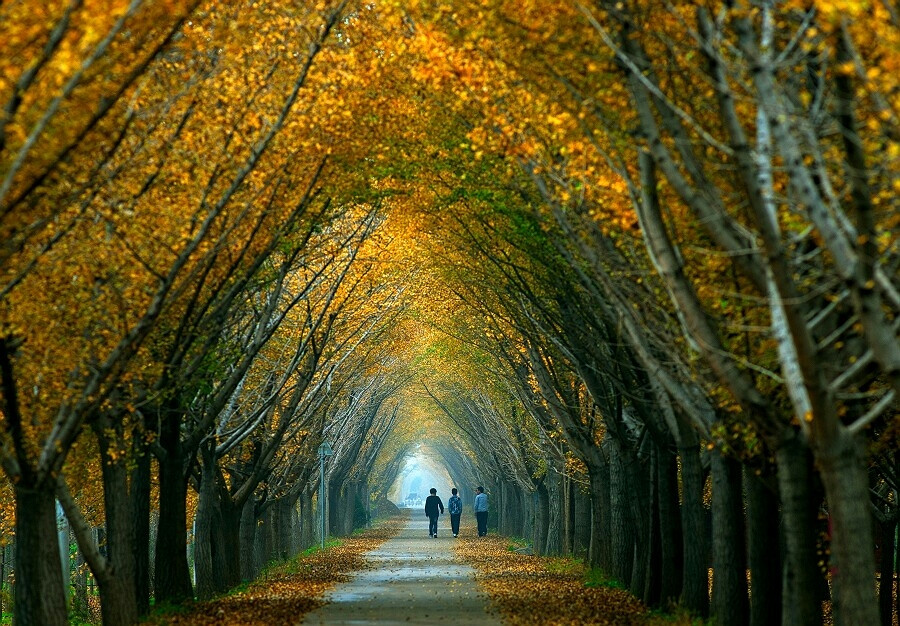 又想到之前南京那边砍掉了成排的梧桐树，政府到底在干什么，这么诗意的树他们都下得了手，不是人。