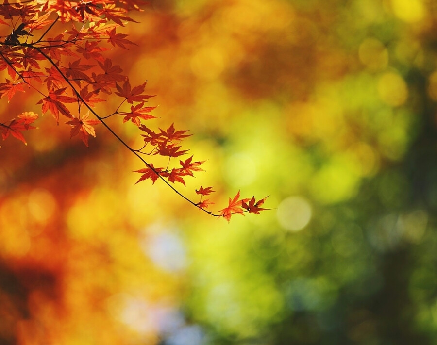 有色彩的秋天。