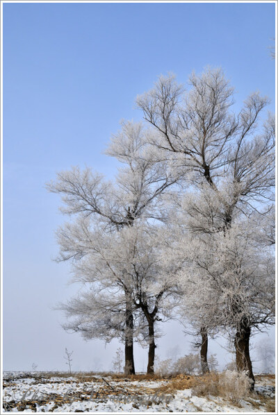 #分享照片#雾凇岛的雾凇（来自网络,作者老杭州，D300S,F8，ISO200）