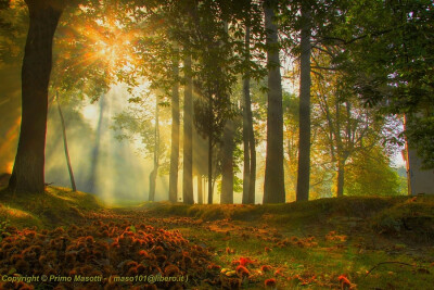  "Luci ombre e colori nel bosco - Missano -