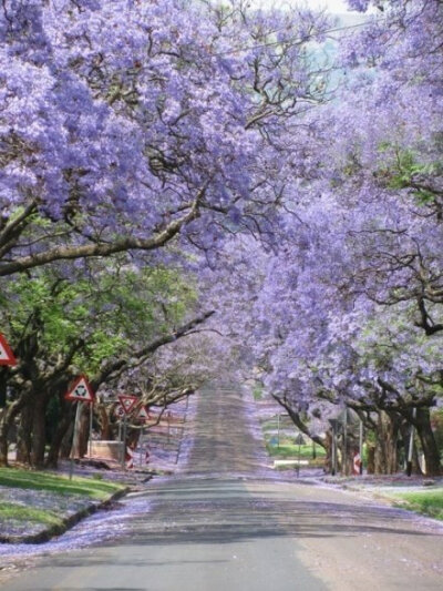 蓝花楹Jacaranda，行走在消逝中......