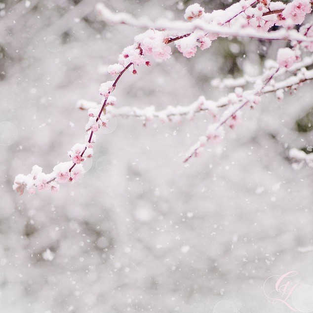 墙角数枝梅，凌寒独自开。遥知不是雪，为有暗香来。