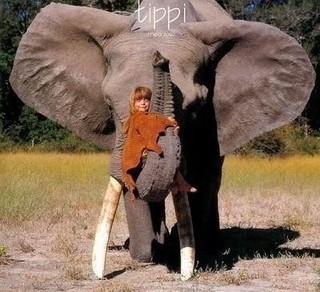 tippi