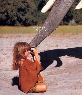 tippi