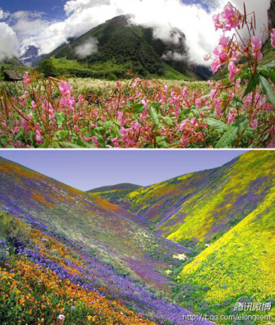 这才是人间仙境！——印度的绝色花谷，一个漂亮的高空下的喜马拉雅河谷，那里常年有数百种不同的美丽花朵盛开，花谷于1982年被宣布为国家公园，同时现在也是一个世界遗产。当地人都熟知它的存在，并认为它是仙女居住…