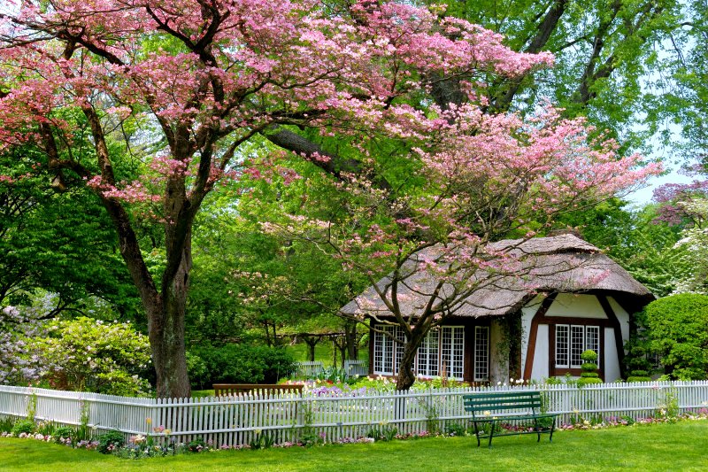 住在花下