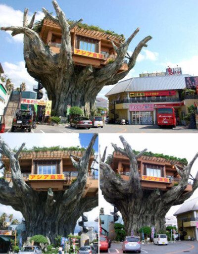 日本冲绳的一家非常有特色的饭店，它建在一颗古老的孟加拉榕树(桑科榕属乔木,自树枝长出许多气根,垂到地面即可生新根，来自于东印度)上。榕树20英尺高，在其枝干之间，Haha Harbor Diner餐馆根据其躯干特点建造了一…