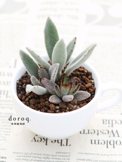 【月兔耳】Kalanchoe tomentosa、【黑兔耳】Kalanchoe tomentosa 'Chocolate Soldier'