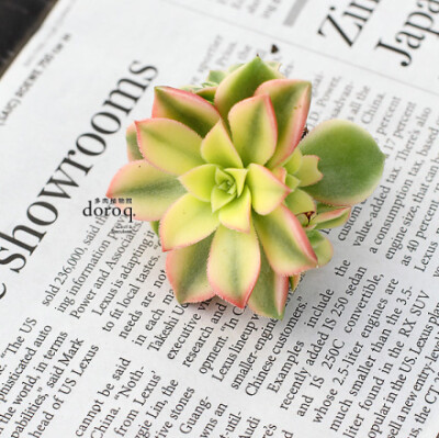 Aeonium decorum cv.variegata【夕映/艳日辉】。景天科莲花掌属、春秋型种、喜充足阳光。冬夏季节生长缓慢或休眠，夏季下部叶片极易枯萎，要放在通风遮荫处，控制浇水频率，让它充分休息吧~