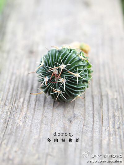  Stenocactus Multicostatus 【多棱玉】仙人掌科多棱玉属 。原生于墨西哥，整株布满了波浪状的棱，春季会开出粉色带条纹的花朵，容易种植的品种，要用排水性好的植料种植。待土干透以后再浇水，注意不要淋到球体。夏…