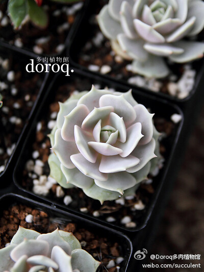 还有淡紫色的 景天科拟石莲花属【露娜莲】Echeveria lola