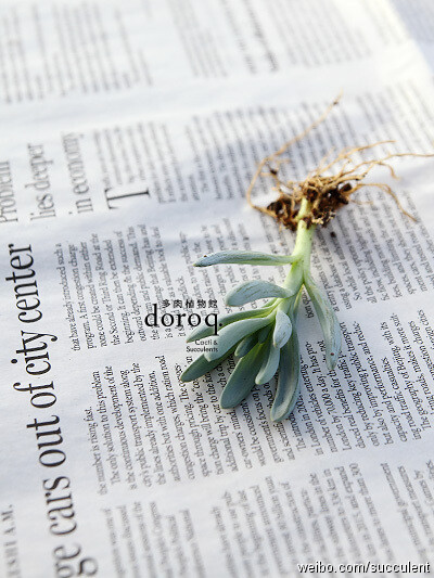 Senecio serpens【蓝松】菊科千里光属 ，原产于南非海角的多肉植物，有着特别的天蓝色叶片，在受到强光照射时，会变成绚丽的紫色。比起其它的品种，更加耐热。要用透气性好的植料种植，普通泥土易导致根部腐烂。土完…