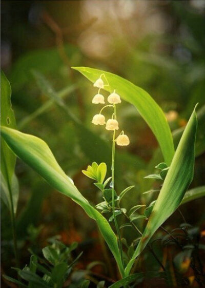 铃兰——落花在风中飞舞的样子就像下雪一样，因此铃兰的草原也被人们称为“银白色的天堂”，它的花语，幸福归来